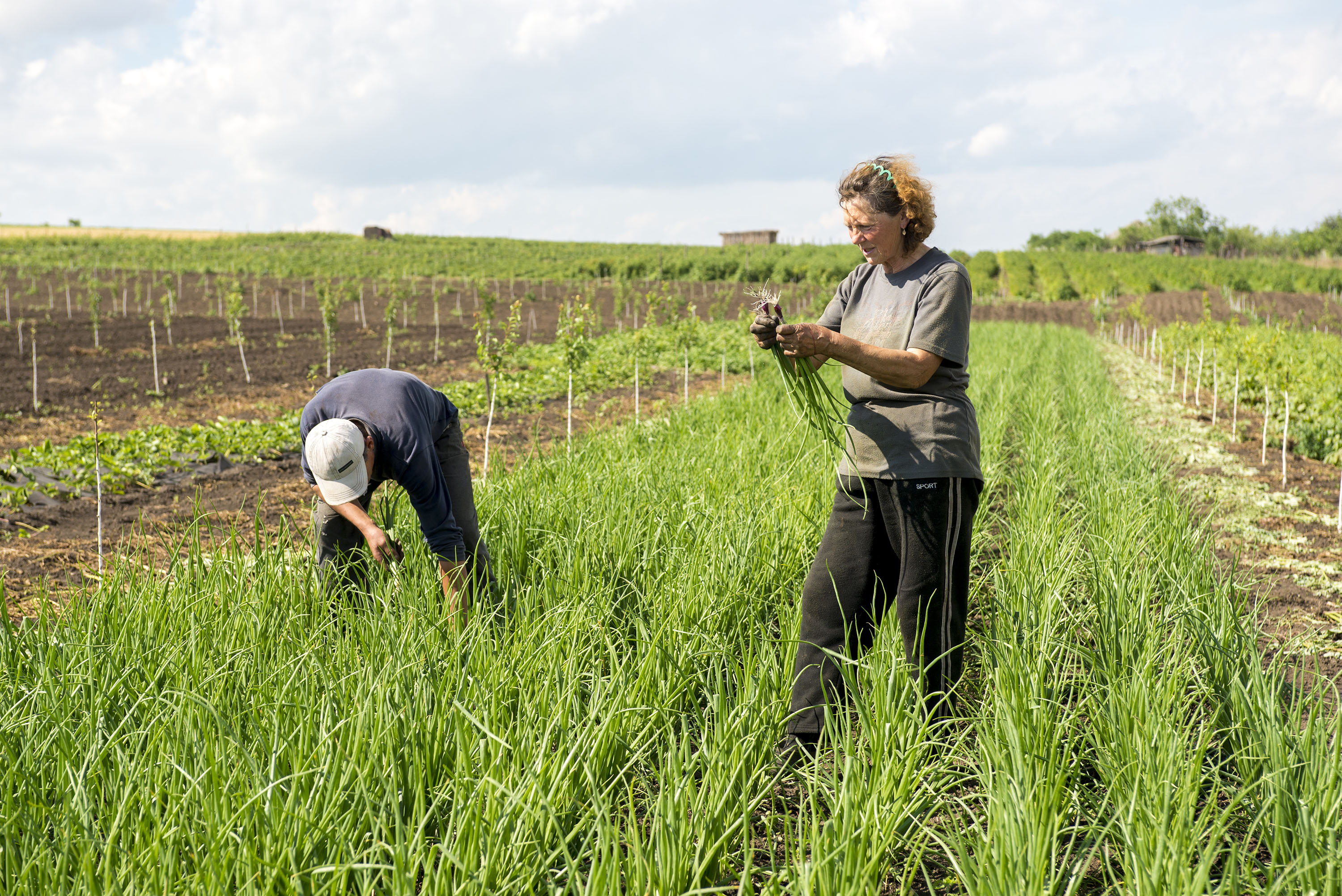 Sustainable farm landscape with diverse crops