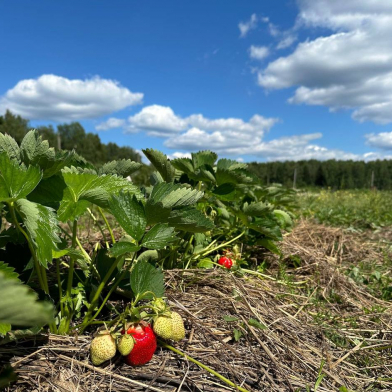 Farmer examining healthy plants in an organic farm